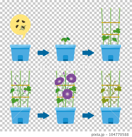 朝顔の成長過程 朝顔の成長過程 104770588