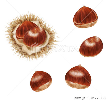 アナログ水彩風の栗とイガのセット 104770590