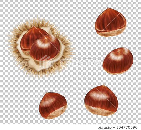 アナログ水彩風の栗とイガのセット 104770590