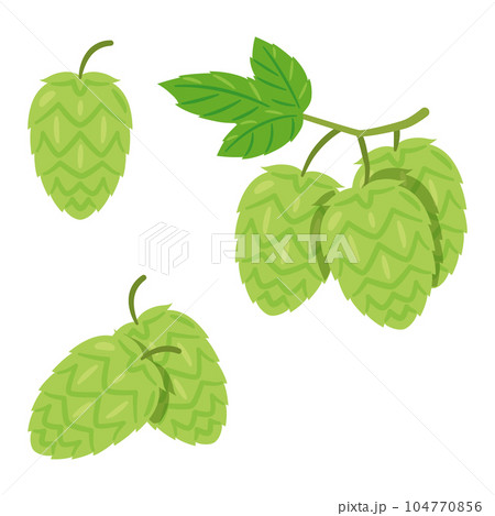 ホップ 104770856