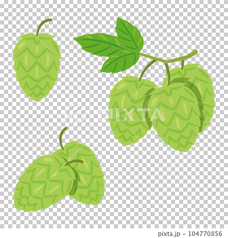 ホップ 104770856