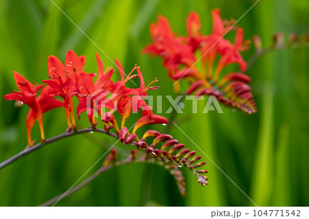 クロコスミア ルシファー クロコスミア ルシファー 104771542