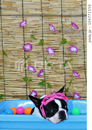 朝顔の花とカラーボールが可愛いプールに入って嬉しそうなボストンテリアのマイティ君♡ 104771559