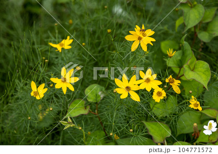 イトバハルシャギク イトバハルシャギク 104771572