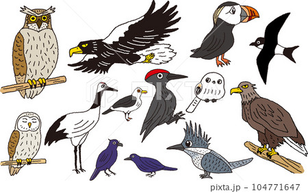 北海道にいる鳥たちのおもしろ手描きイラスト 104771647
