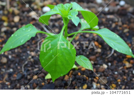 夕立の後のピーマンの苗_夏の畑 104771651