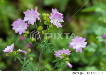 ムスクマロウ　ジャコウアオイ 104771663