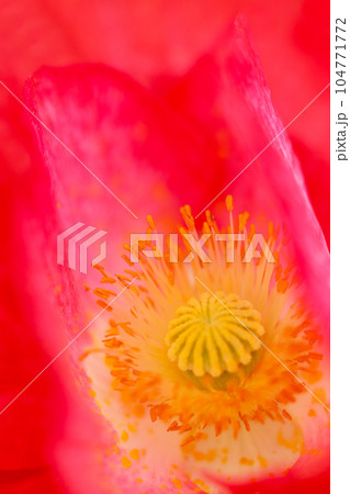 鮮やかな紅色のヒナゲシの花壺のアップ（マクロレンズ使用・屋外自然光・接写写真） 104771772