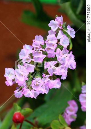 Healing pink sea lavender bloooming 104771800