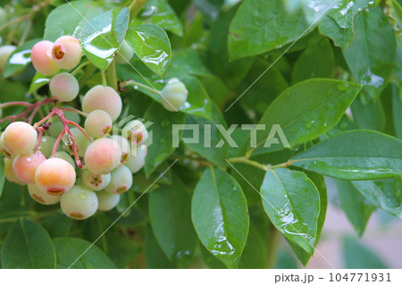 たわわに実った夕立後のブルーベリーの実 104771931