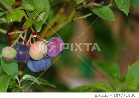 たわわに実った夕立後のブルーベリーの実 たわわに実った夕立後のブルーベリーの実 104771936