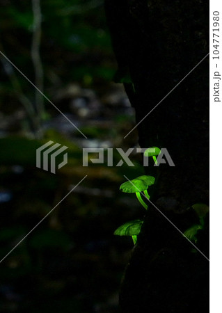 日本のある地域に生息するシイノトモシビダケ。森の妖精とも呼ばれ緑色に神秘的に光るキノコ。撮影許可済 104771980