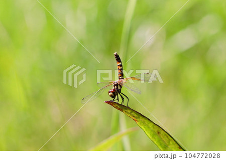 ハッチョウトンボのメス 104772028