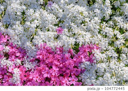 満開の芝桜のイメージ 104772445