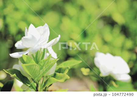 優雅、　喜びを運ぶ、清潔、幸せを運ぶ 104772490