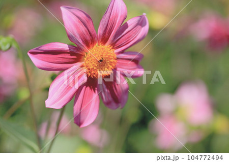 乙女の真心、乙女の純潔、 104772494