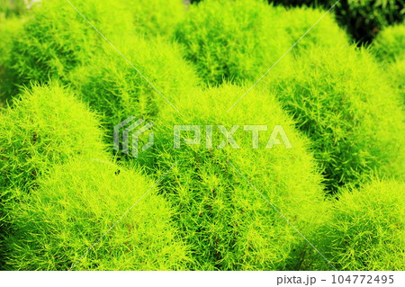 恵まれた生活、夫婦円満 104772495