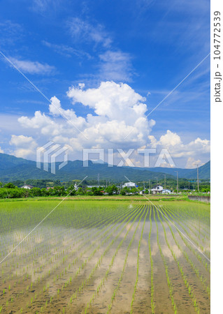 初夏の水田と夏空のイメージ 初夏の水田と夏空のイメージ 104772539