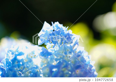 紫陽花 紫陽花 104772658