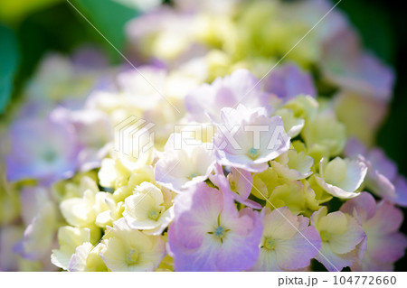 紫陽花 紫陽花 104772660