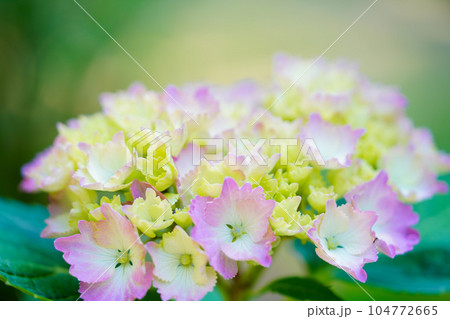 紫陽花 紫陽花 104772665
