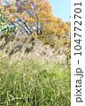 紅葉とススキ 104772701