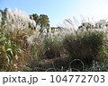 大きなススキ 104772703
