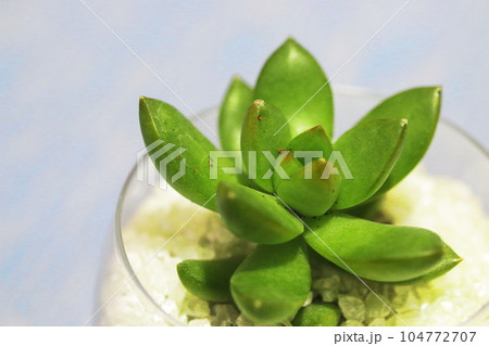 多肉植物のセダムアドルフィー(観葉植物) 多肉植物のセダムアドルフィー(観葉植物) 104772707