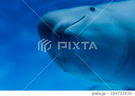 かわいいハクジラ亜目ネズミイルカ科スナメリ属スナメリ かわいいハクジラ亜目ネズミイルカ科スナメリ属スナメリ 104772810