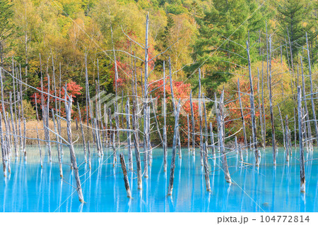 北海道美瑛_秋深まる紅葉の青い池 北海道美瑛_秋深まる紅葉の青い池 104772814