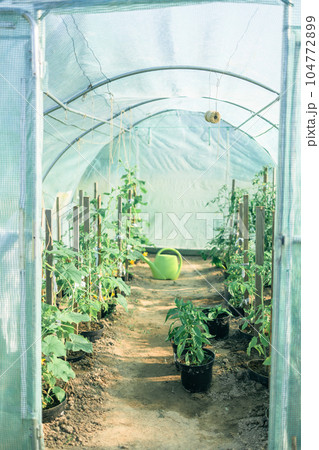 Plantation bell peppers in the agricultural greenhouse.The seedlings of bell pepper in greenhouse with sun light Plantation bell peppers in the agricultural greenhouse.The seedlings of bell pepper in greenhouse with sun light 104772899