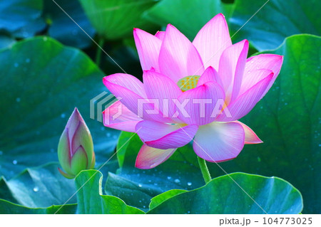 満開の蓮の花（臼杵市石仏公園） 104773025