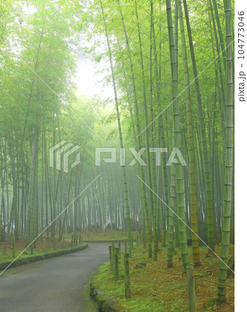 霧の竹林(和イメージ・背景素材・縦構図) 霧の竹林(和イメージ・背景素材・縦構図) 104773046