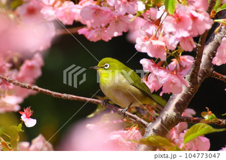 満開の河津桜とメジロ 満開の河津桜とメジロ 104773047