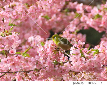 満開の河津桜とメジロ 満開の河津桜とメジロ 104773048