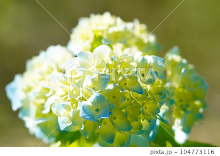 満開の紫陽花 満開の紫陽花 104773116