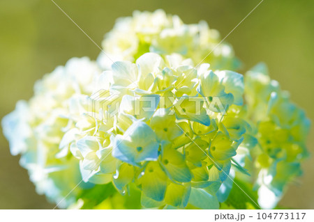 満開の紫陽花 104773117