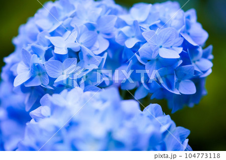 満開の紫陽花 満開の紫陽花 104773118