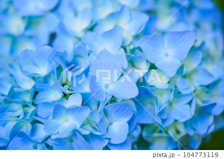 満開の紫陽花 104773119