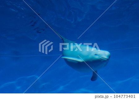 宮島水族館のスナメリ 104773401