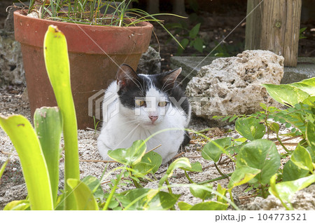 離島に暮らす野良猫 104773521