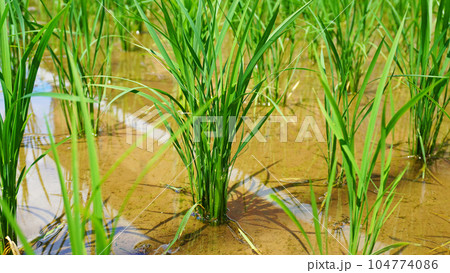 田植えした水田(初夏) 田植えした水田(初夏) 104774086