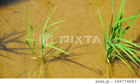田植えした水田（初夏） 104774087