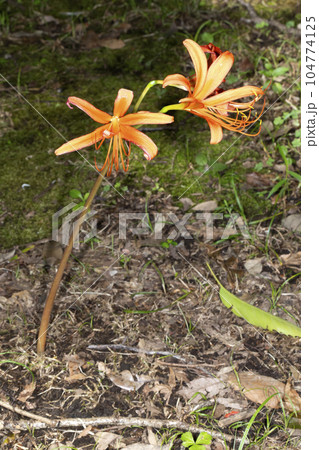 オオキツネノカミソリ オオキツネノカミソリ 104774125