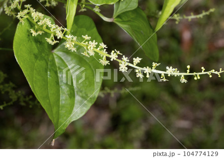 オニドコロ オニドコロ 104774129