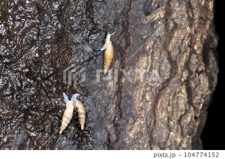 ナミギセル 104774152