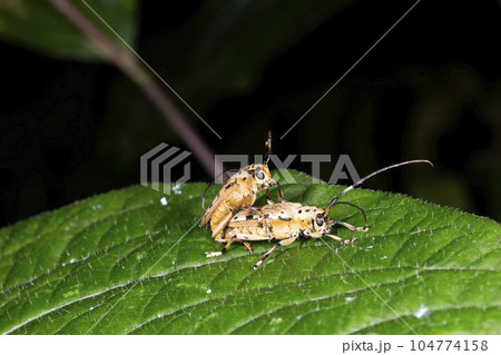 ヤツメカミキリ 104774158