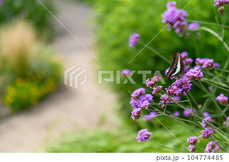 春の庭に咲く紫色の花 104774485
