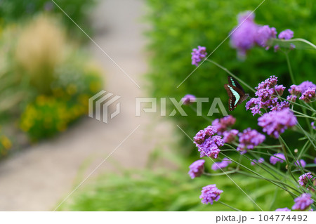 道端に咲いた紫の花と蝶 104774492