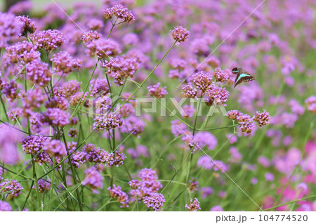 ピンクの花に止まる蝶 ピンクの花に止まる蝶 104774520